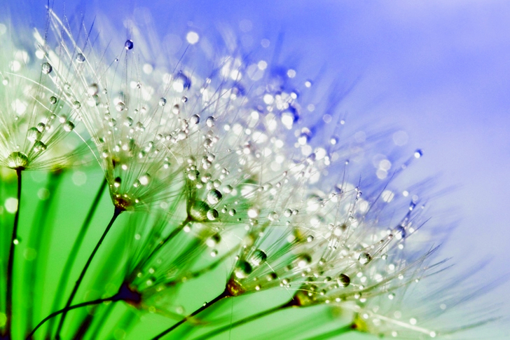 White Flowers With Water Droplets in Macro Shot