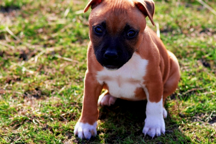 Selective Focus of American Pit Bull Terrier Puppy on Grass Field
