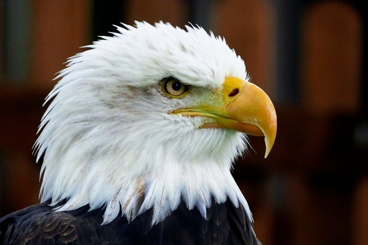 Closeup of Bald Eagle