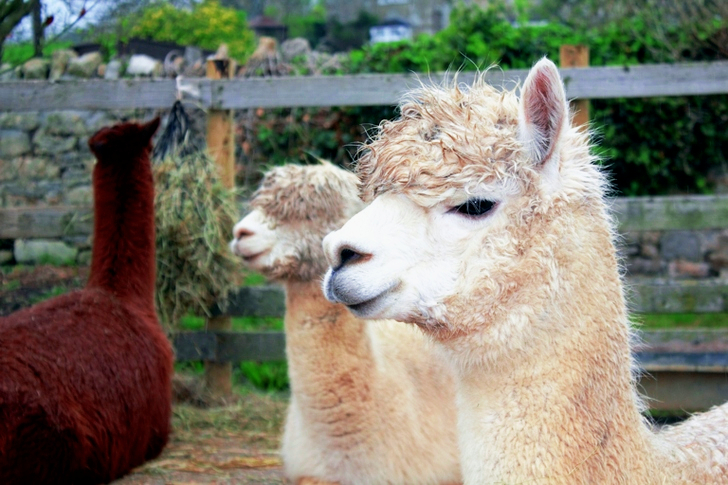 2体のベージュ色のラマのクローズアップ