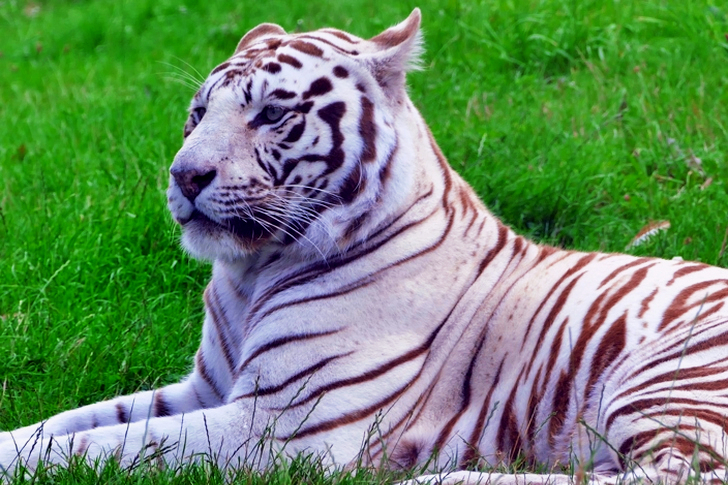 White Tiger