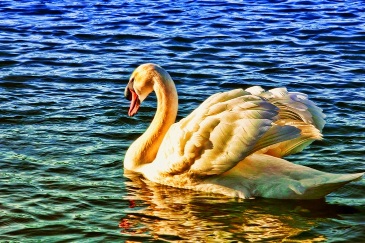 Mute Swan on Body of Water