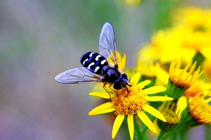 Black Fly on Yellow Flowers