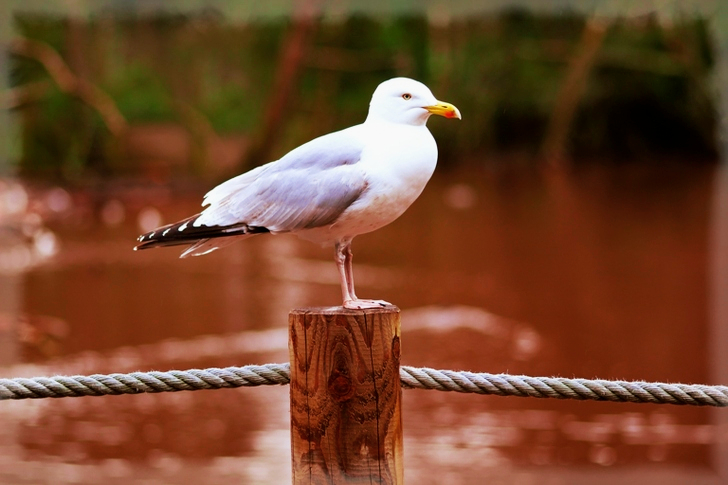 White Gull Resting on Wood Stand