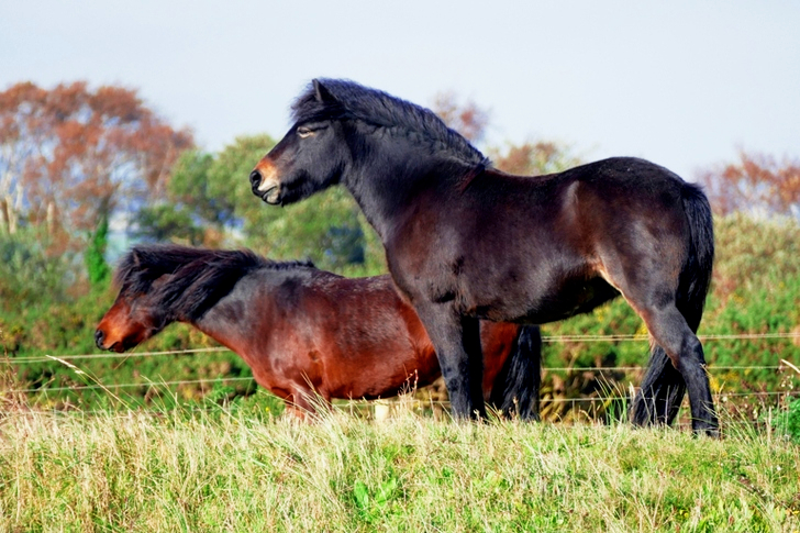 Black and Brown Horses Near Trees