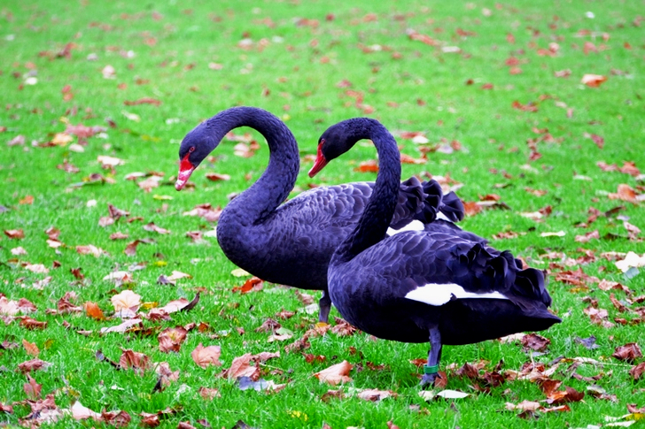 Two Black Ducks on Grass Lawn