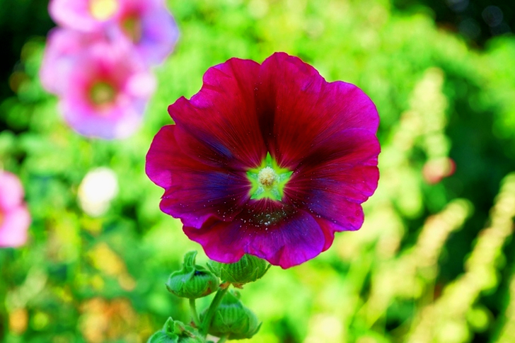 Purple Hollyhock Flower in Bloom