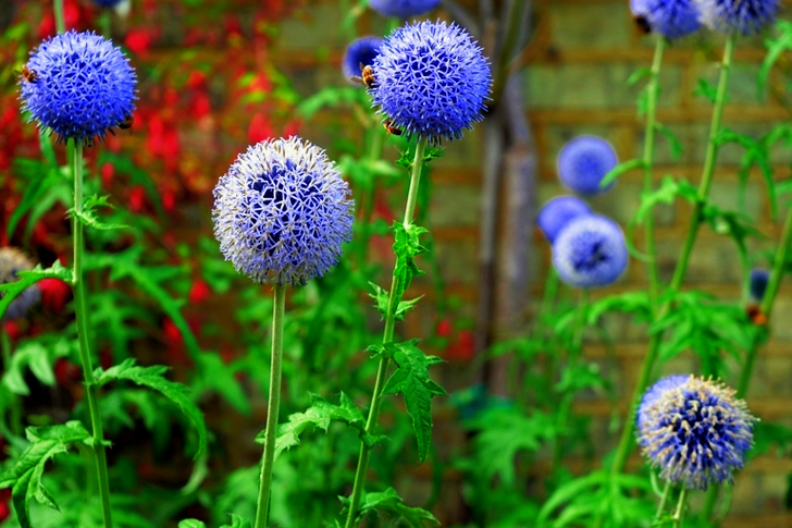 Blue Globe Thistle Flowers in Bloom