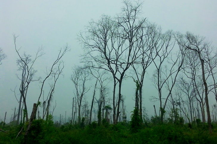 Tree Beside Grass Field