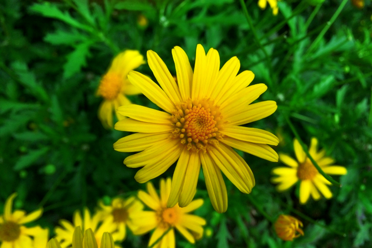 Yellow Dandelions Blooming