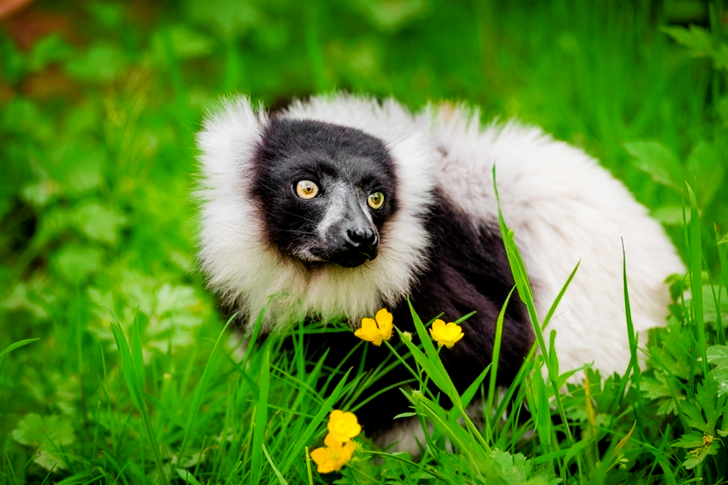 White and Black Long Coated Animal
