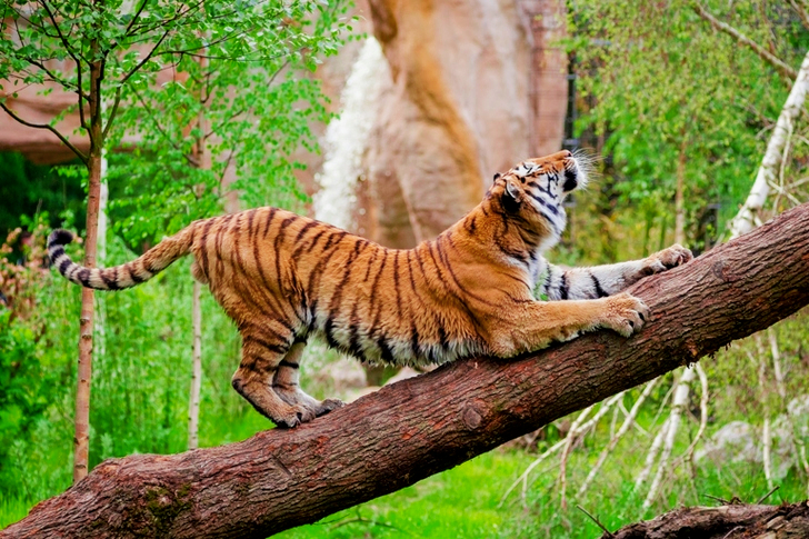Tiger Stretching over Brown Trunk during Daytime