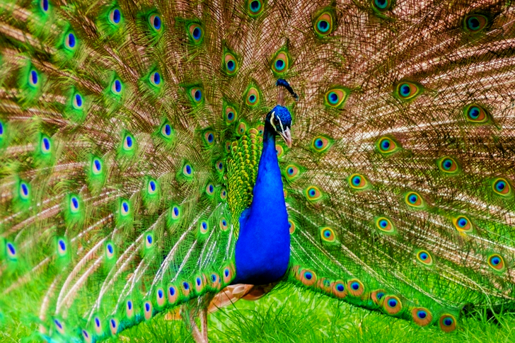 Peacock on Green Grass