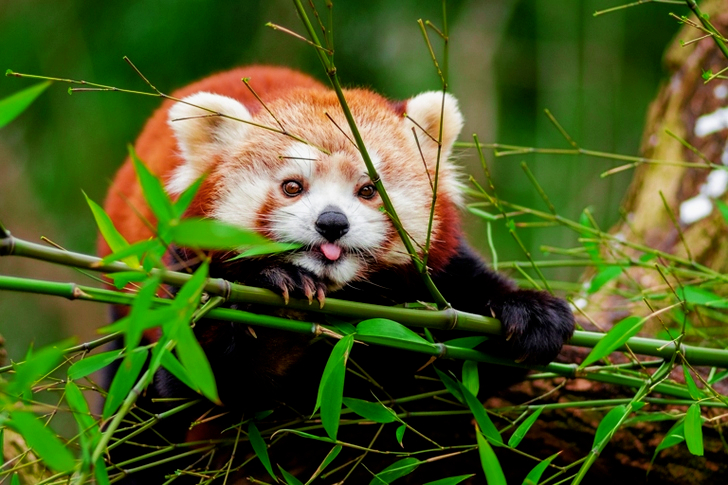 Brown White and Black Short Coated Animal on Green Grass