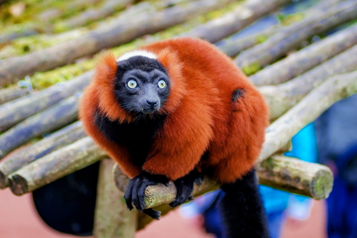 Brown and Black Long Coat Small Animal Standing on Brown Wood in Close Up
