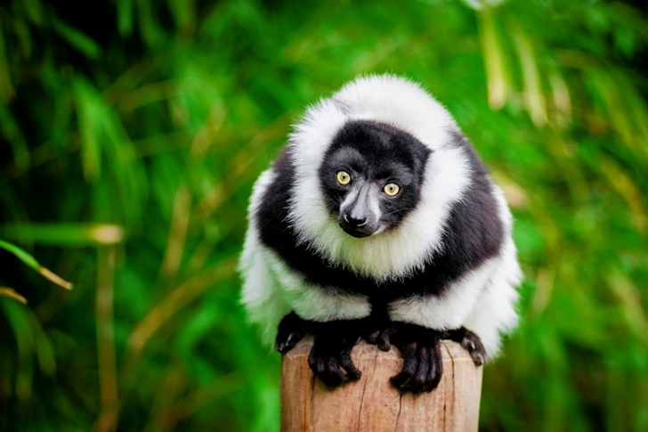Selective Focus of White and Black Lemur