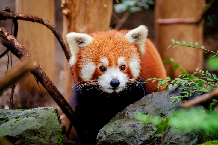 Brown and White Red Panda