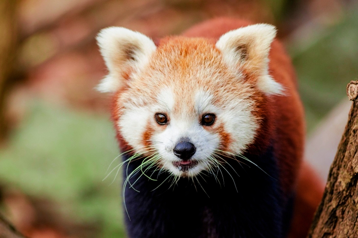 Close Up of Red Panda