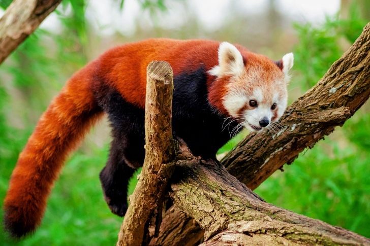 White Brown and Black Animal during Daytime