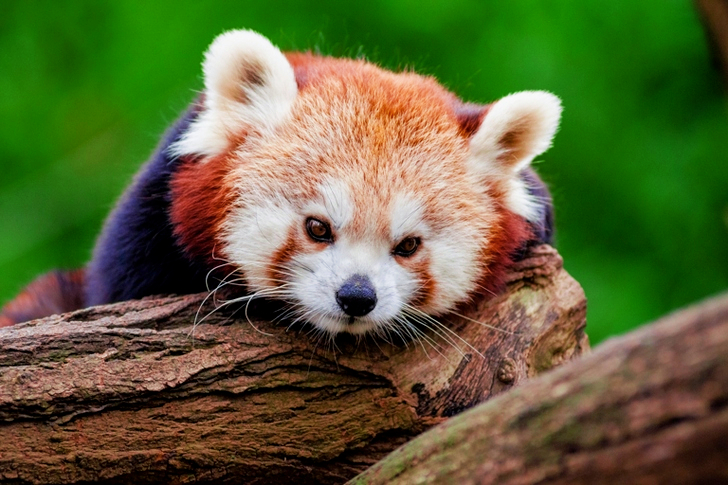Red Panda on Wood Log