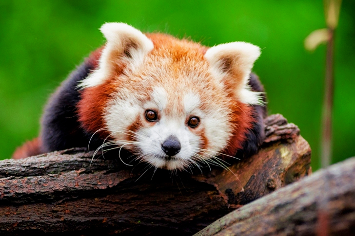 باندا أحمر على جذع شجرة بني