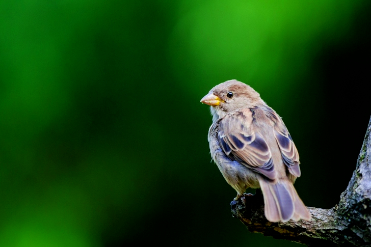 Brown Bird on Branch Selective-focus