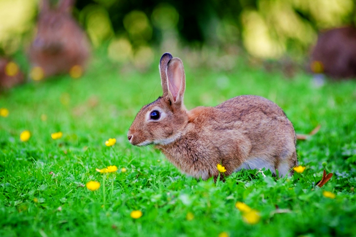 Lähikuva ruskeasta kanista