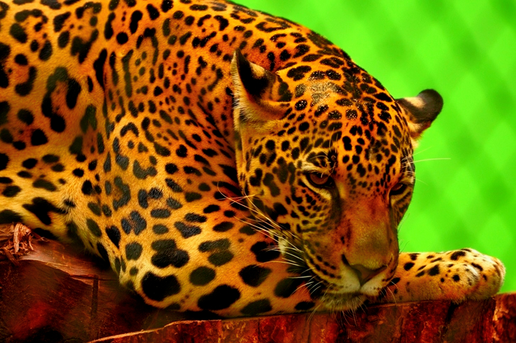 Leopard on Brown Log