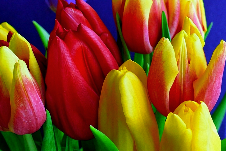 Yellow-and-pink Petaled Flowers