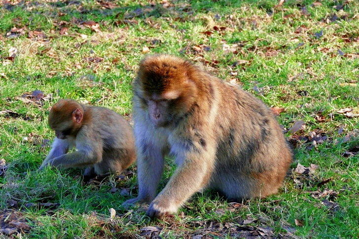 Two Brown Monkeys on Grass