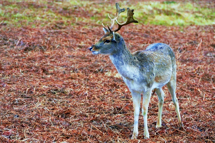 Brown Deer Standing