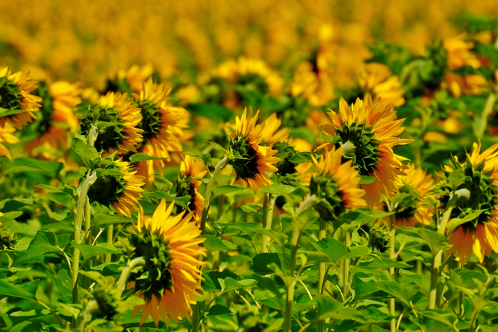 Sunflower on Green Stem during Daytime