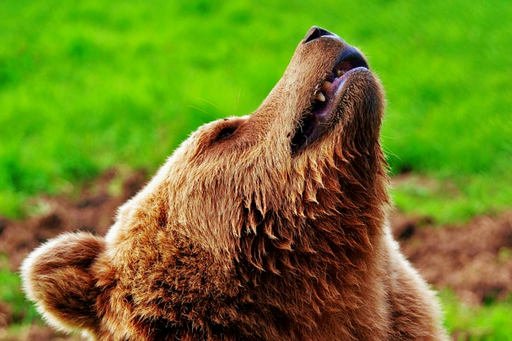 Brown Bear Lying on Green Lawn Grass