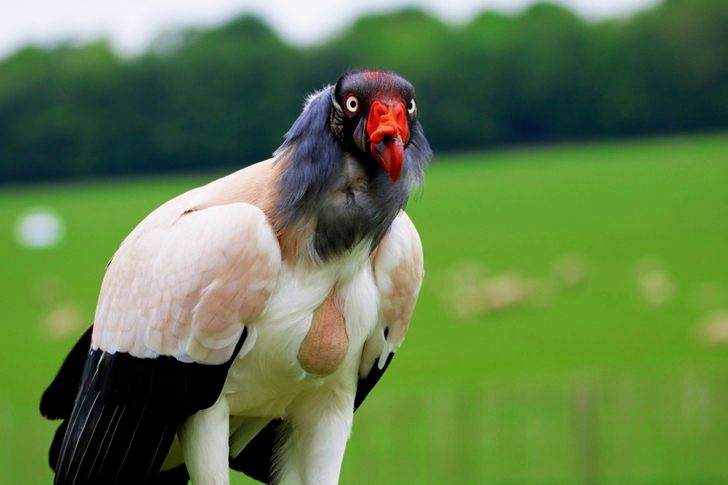White Black and Orange Bird Selective Focus