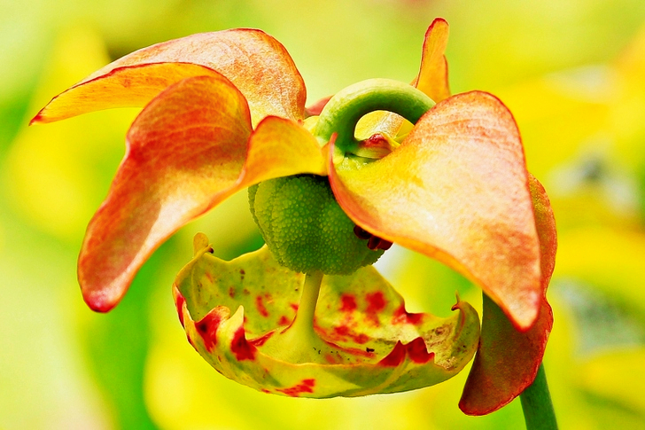 Macro of Orange and Green Flower