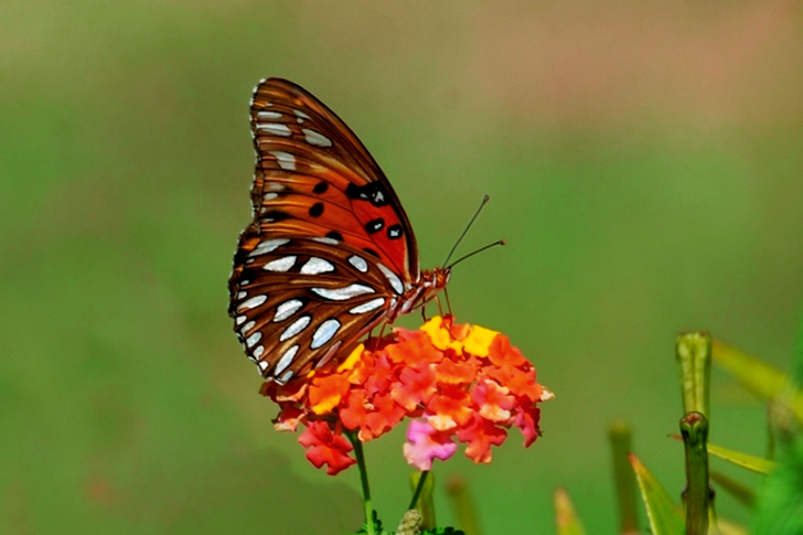 Butterfly on Yellow Flowers