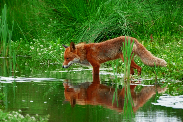 Tan and Orange Fox Standing in Water Near the Grass