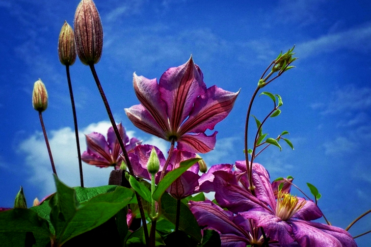 Purple Flowers Under Cloudy Sky in Worms Eye View