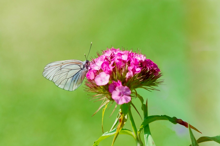 Grey Butterfly Perching on Purple Petal Flower