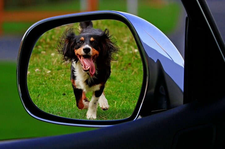 Tricolor lyhytkarvainen koiran juoksu