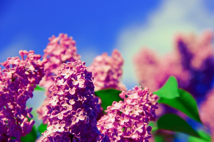 Nature of Focus Pink Petaled Flower