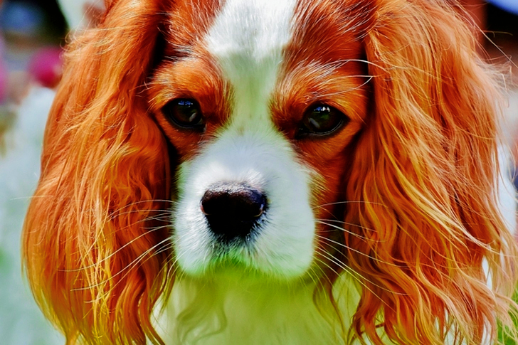 Tan and White Cavalier King Charles Spaniel