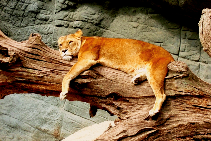 Lioness Lying on Brown Tree Trunk