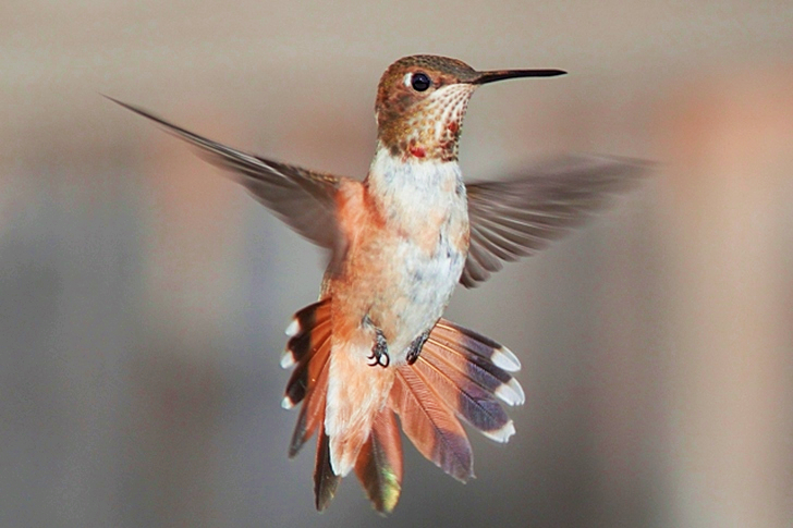 Valkoinen Ruskea ja Musta Hummingbird