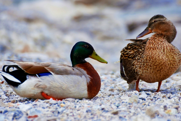 Mallard Duck and Brown Duck Standing on the Stone during Daytime