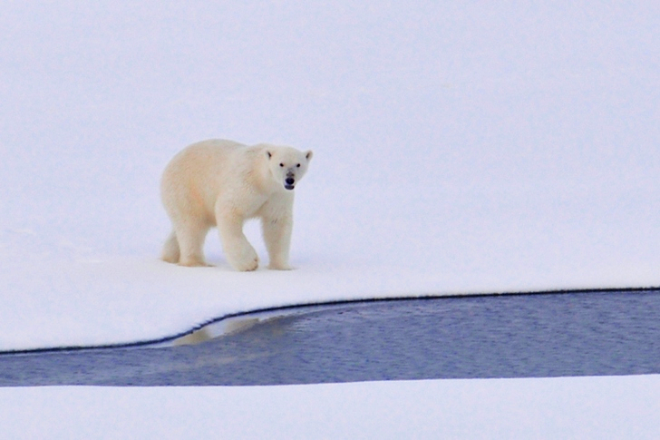 White Polar Bear on a Pack of Ice