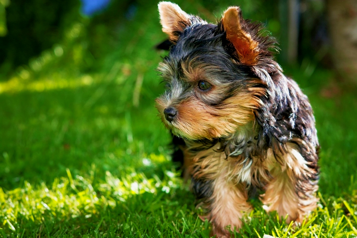 Black Tan Yorkshire Terrier