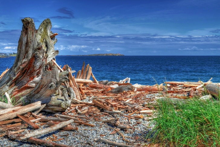 Brown and Gray Tree Near Body of Water