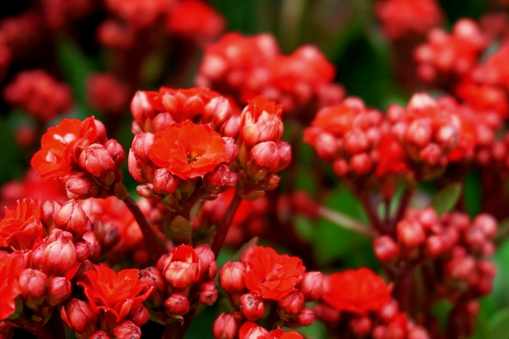 Red Kalanchoe Flowers in Bloom