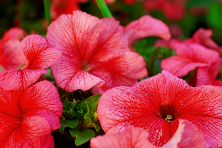 Pink Petaled Flowers